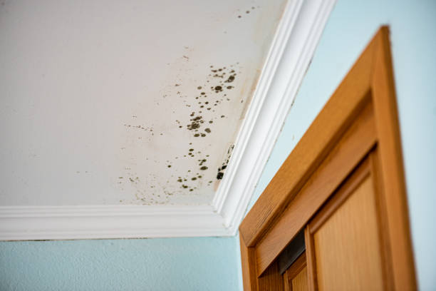 Best White Mold Remediation in Elleale, ND