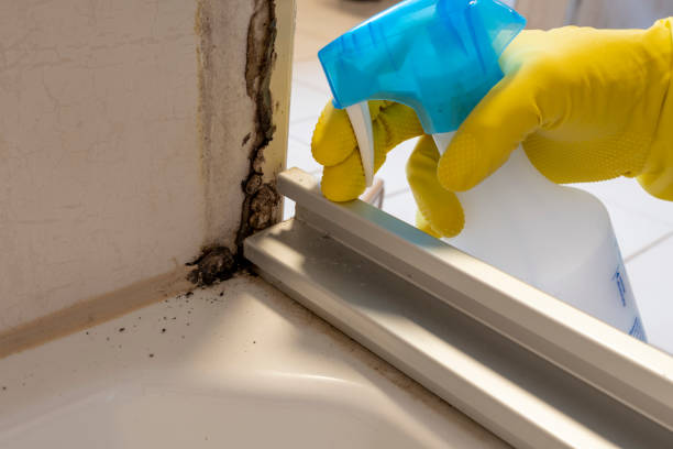 Best Kitchen Mold Remediation in Elleale, ND