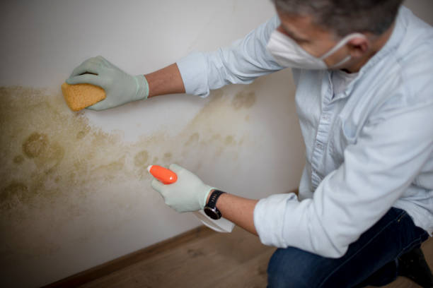 Best Black Mold Remediation in Elleale, ND