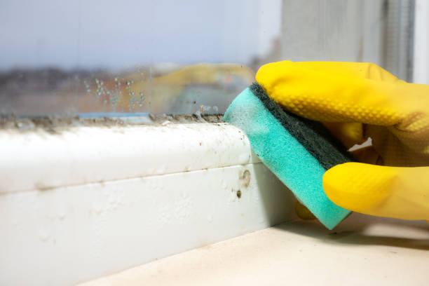 Professional Mold Remediation in Ellendale, ND